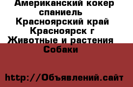 Американский кокер спаниель - Красноярский край, Красноярск г. Животные и растения » Собаки   